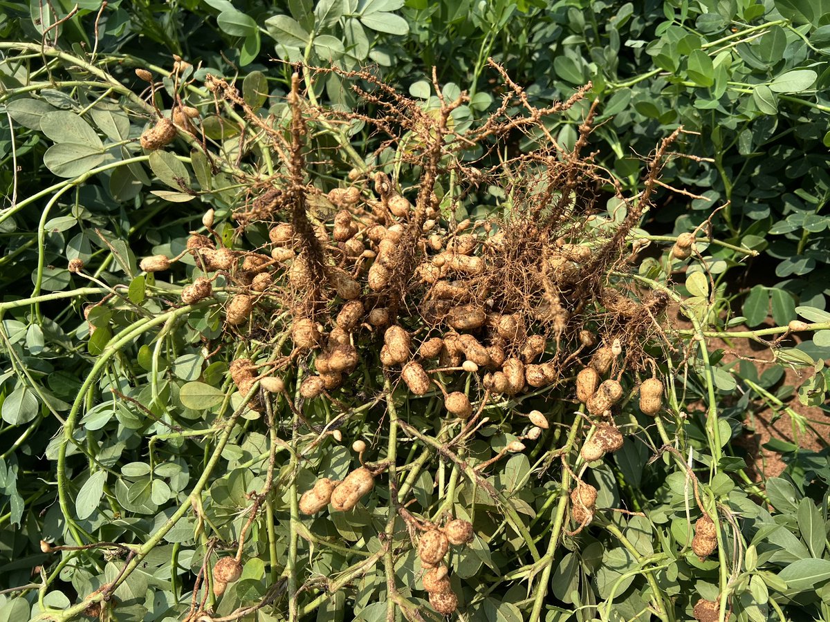 SedrickLMack's tweet photo. Nice crop of GA 16HO. Planted April 18, no insecticide at planting. 5 hits of TSWV per 100 linear feet. 🥜 https://t.co/rnbaLArJCX