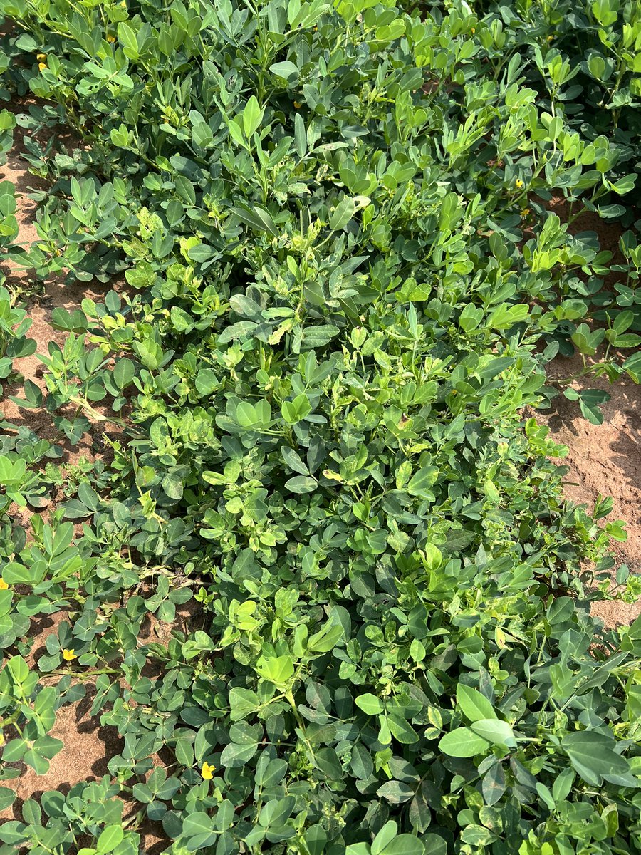 SedrickLMack's tweet photo. Nice crop of GA 16HO. Planted April 18, no insecticide at planting. 5 hits of TSWV per 100 linear feet. 🥜 https://t.co/rnbaLArJCX