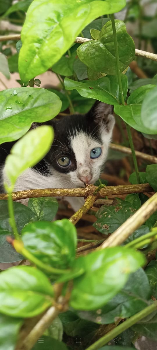 ManthanDabhi2's tweet photo. Eye tells the Story...!!!
#AmazingPic
#Nature #GoGreen #Cat #RareCat #Blue #Green #Eyes #cateyes v https://t.co/yiywLRDURp