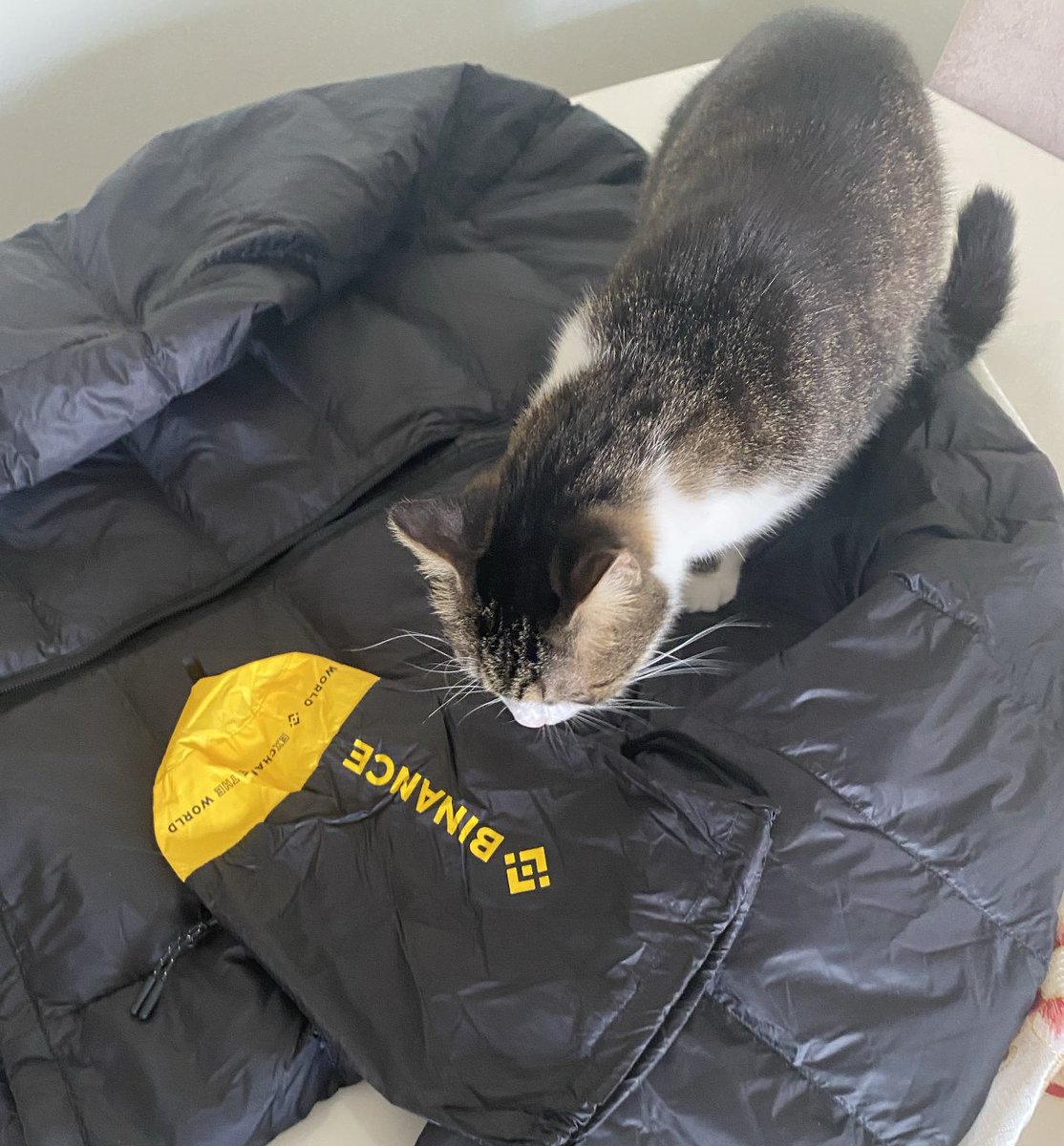 thisisomgart's tweet photo. She is Reading.. " BeeowNance " ;) #Cat #Cattish #Binance https://t.co/OgKJcGE0Hf