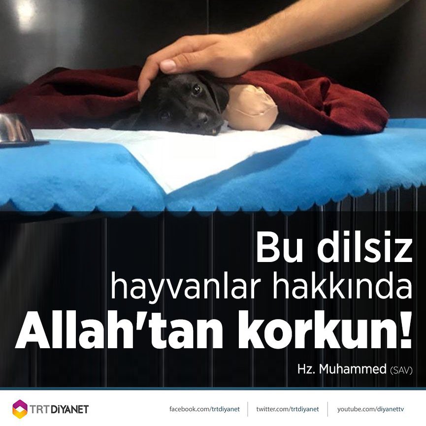 haydarozkan06's tweet photo. 7527 sy. Katliam yasası ile hayvanların katli verilirken, @diyanetisleriii Başkanı @DIBAliErbas bulunduğunuz makam ve göreviniz gereği sizden katliamı durduracak açıklama bekliyoruz.

#YasaDeğilCinayet 
#DevletYaşatırÖldürmez 

@DiyanetVakfi @DiyanetTV @diyanetbasin @diyanetradyo @Dib_Egitim