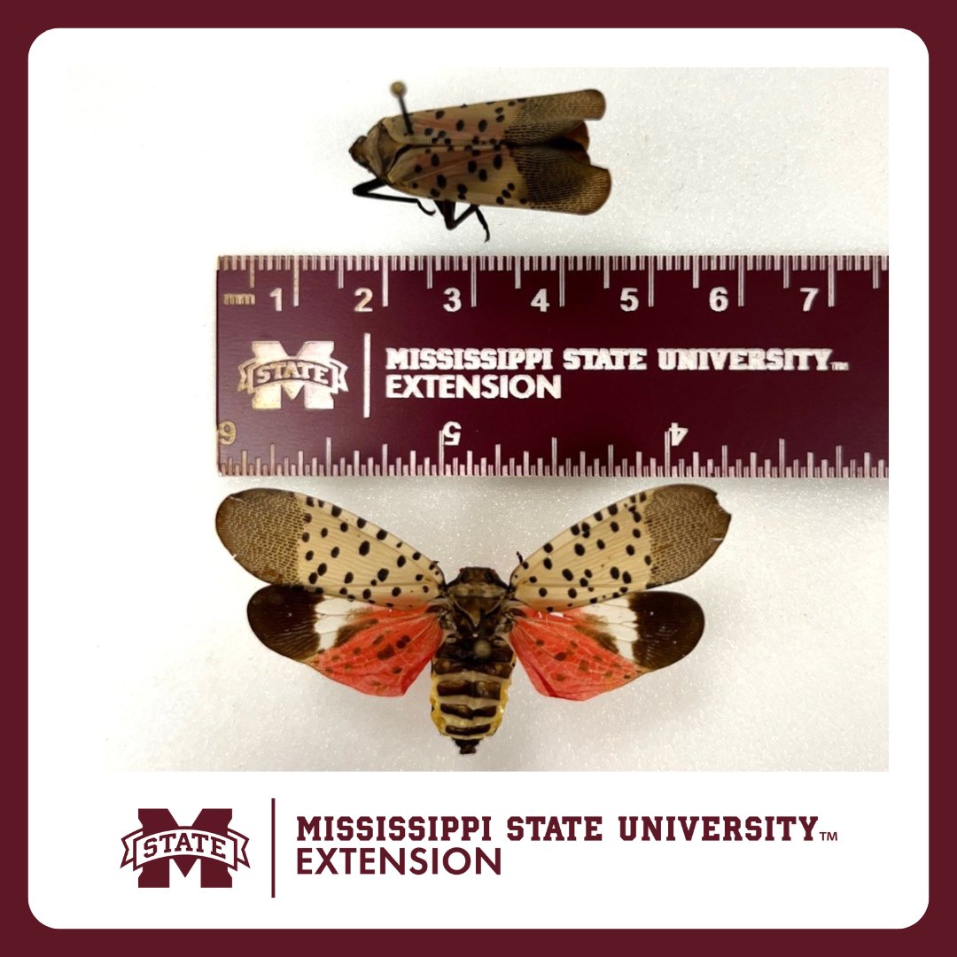 MSU Extension tweet media