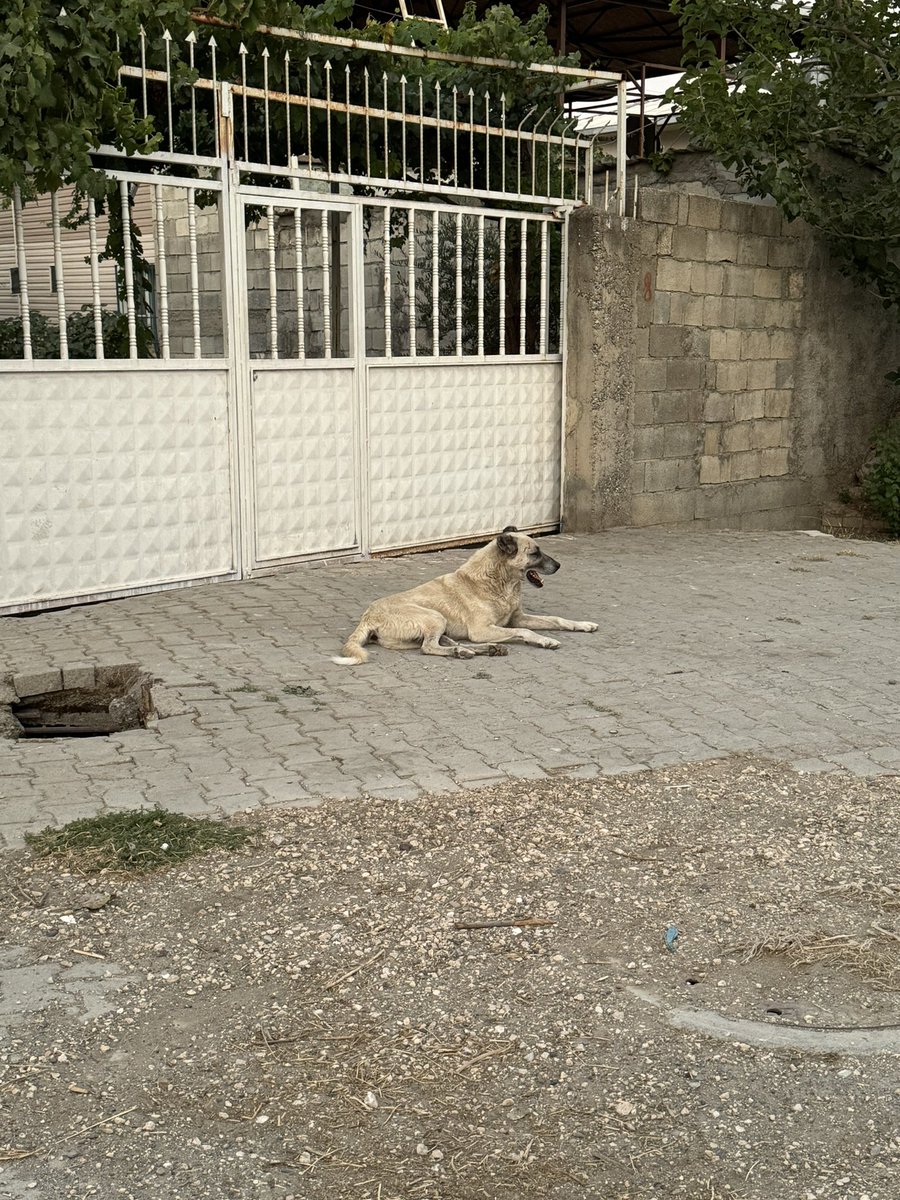 cigkoeftex's tweet photo. some köy vibes ✨ https://t.co/3s8dcsntY4