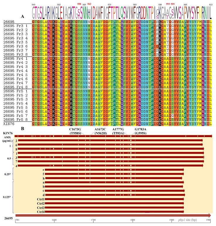 ASMicrobiology's tweet photo. Development of resistance to antibiotics, including amoxicillin (AMX), hampers eradication of H. pylori infection. In @mSphereJ, researchers highlight a new synergistic AMX resistance mechanism &amp; establish new markers of AMX resistance in the bacterium. https://t.co/Lb5AvHtf8u https://t.co/jlkIkVIaT4