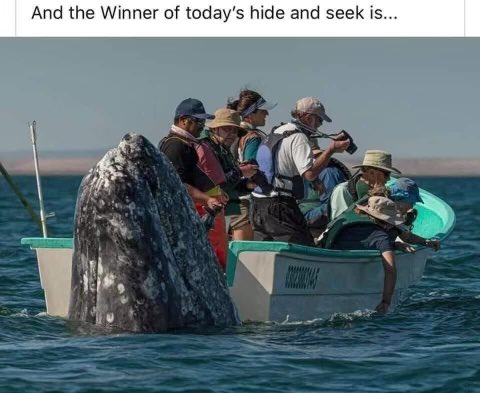 When whale watching you MUST have a very good sense of your surroundings, they are sneeky little buggers!! #ChuckandJim #Whales