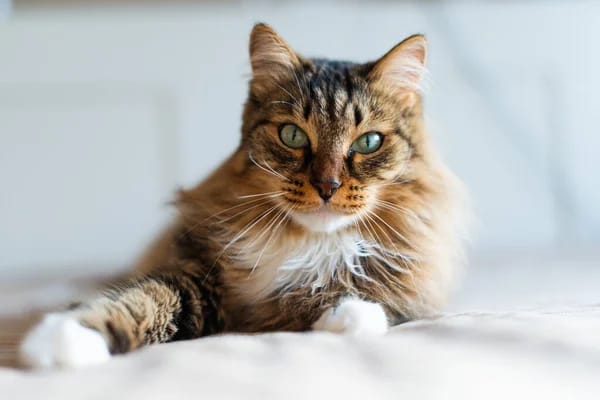 ThinkOfCat tweet picture