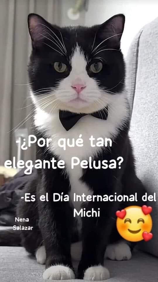 #DiaInternacionalDelGato