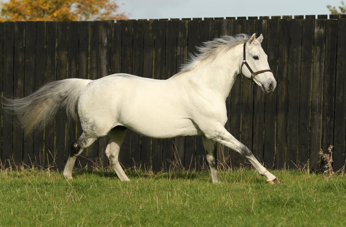 💥 More Stakes success for <a href="/YeomanstownStud/">Yeomanstown Stud</a>'s DARK ANGEL (pic) 💥

🥇 MUTASARREF wins the Gr.3 Desmond Stakes at <a href="/LeopardstownRC/">Leopardstown RC</a> for trainer Ger Lyons. The 6YO gelding was purchased by <a href="/GaelicBs/">Gaelic Bloodstock</a> at <a href="/Tattersalls1766/">Tattersalls</a> from <a href="/Shadwell_EU/">SHADWELL</a> for 95,000gns.

🗞 Don't miss tomorrow's EBN