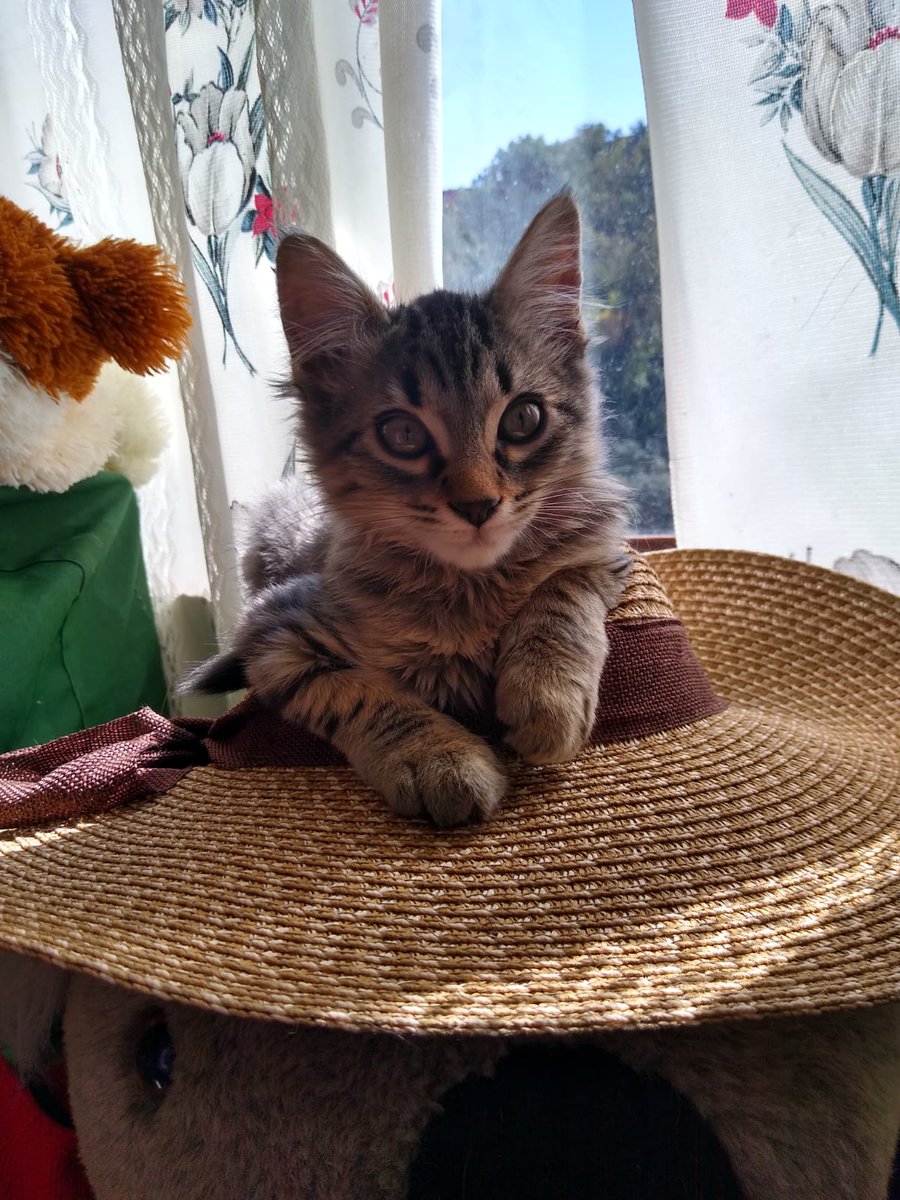 Eder Jacobo J. tweet media