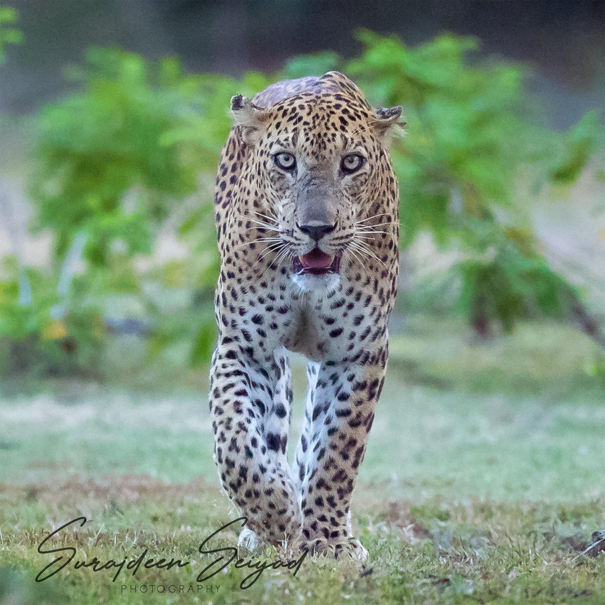 ImagingtheWilds's tweet photo. #Leopard Kumana National Park
#catsofinstagram #IGNature #natgeotravel #naturegeography #photoart #NaturePics #wildlifephotos #photographyart #Nature_Shooters #wildlifeconservation #shotoncanon #Wildlife_Shots
#animal #animallovers #animalphotography #wildlife
#catphoto https://t.co/YXBDPBQAzS