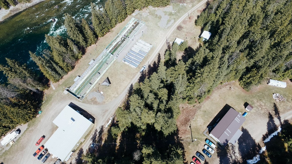 A team of UNBC researchers led by <a href="/UNBC_GEES/">UNBC Geography, Earth & Environmental Sciences</a> Dr. Ellen Petticrew and <a href="/QRRC_UNBC/">QRRC</a> Dr. Jason Raine has received a $5 million grant administered by <a href="/FishOceansCAN/">Fisheries and Oceans</a> to study the impacts of climate change and human activity on salmon habitat

Read More: unbc.ca/our-stories/st…