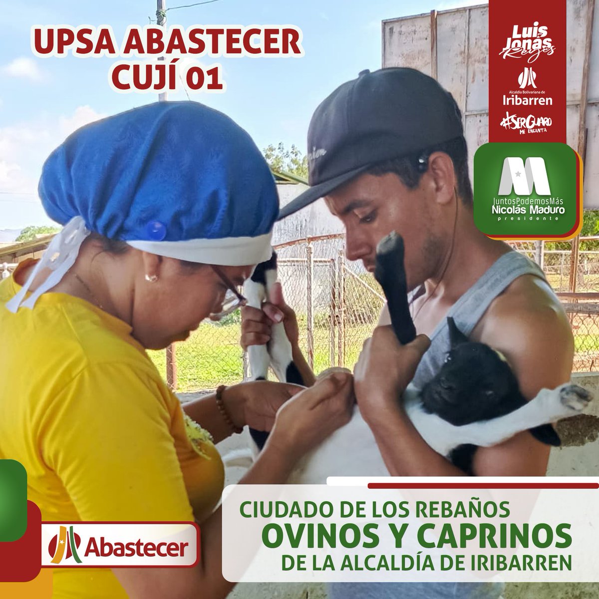 #8Ago Desde la UPSA Abastecer Cují 01 se realiza el cuidado del rebaño ovino y caprino de la <a href="/Iribarren_Alc/">Alcaldía de Iribarren</a> con el objetivo de seguir fortaleciendo el mejoramiento el Plan Municipal de Mejoramiento de Rebaños impulsado por el Alcalde <a href="/LuisJonasReyes/">Luis Jonás Reyes</a> para apoyar a los productores