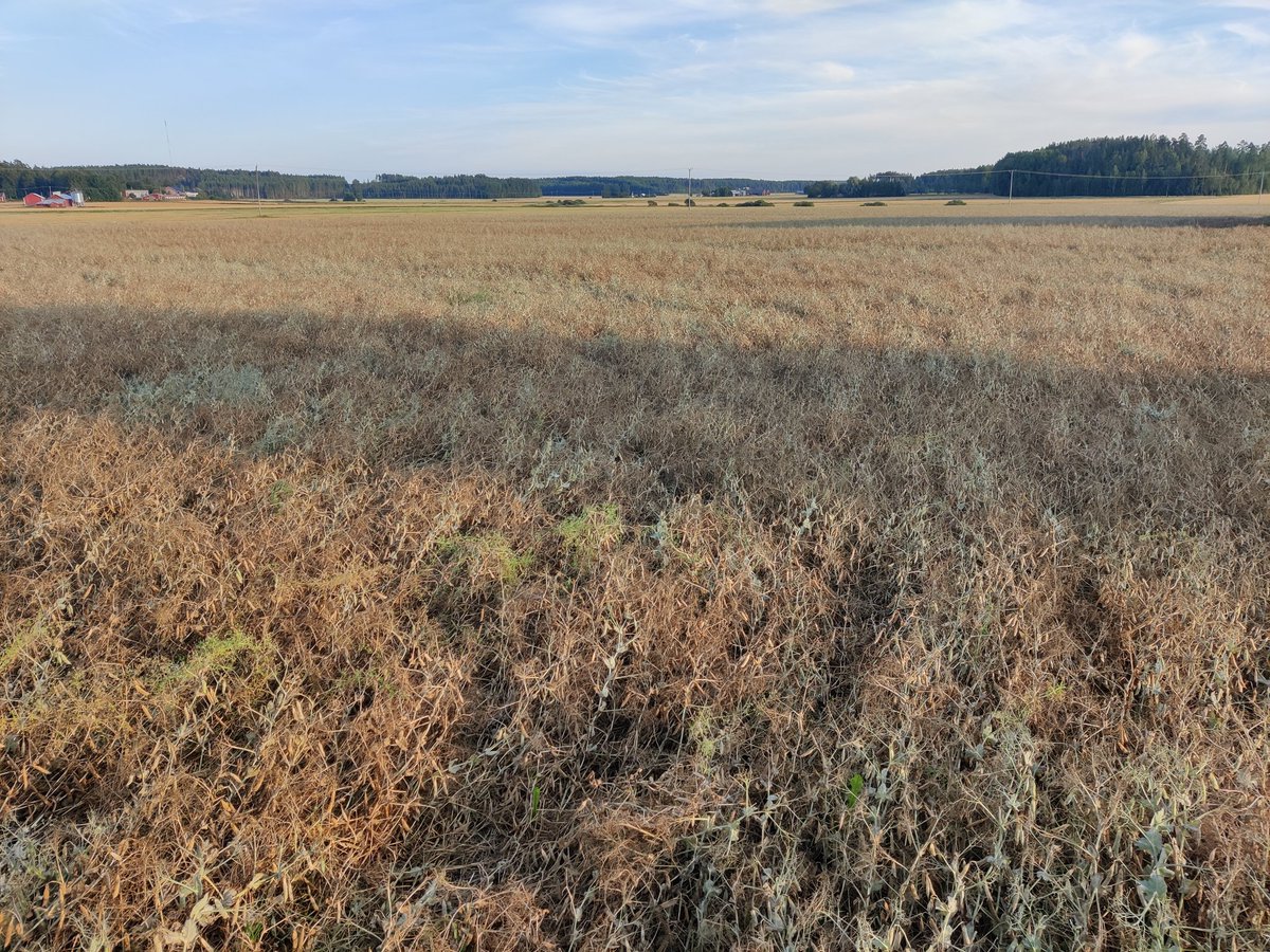 Herne alkaa valmistua mutta yksittäisiä vihreitäkin vielä on, pitääkö vaan odottaa nekin?