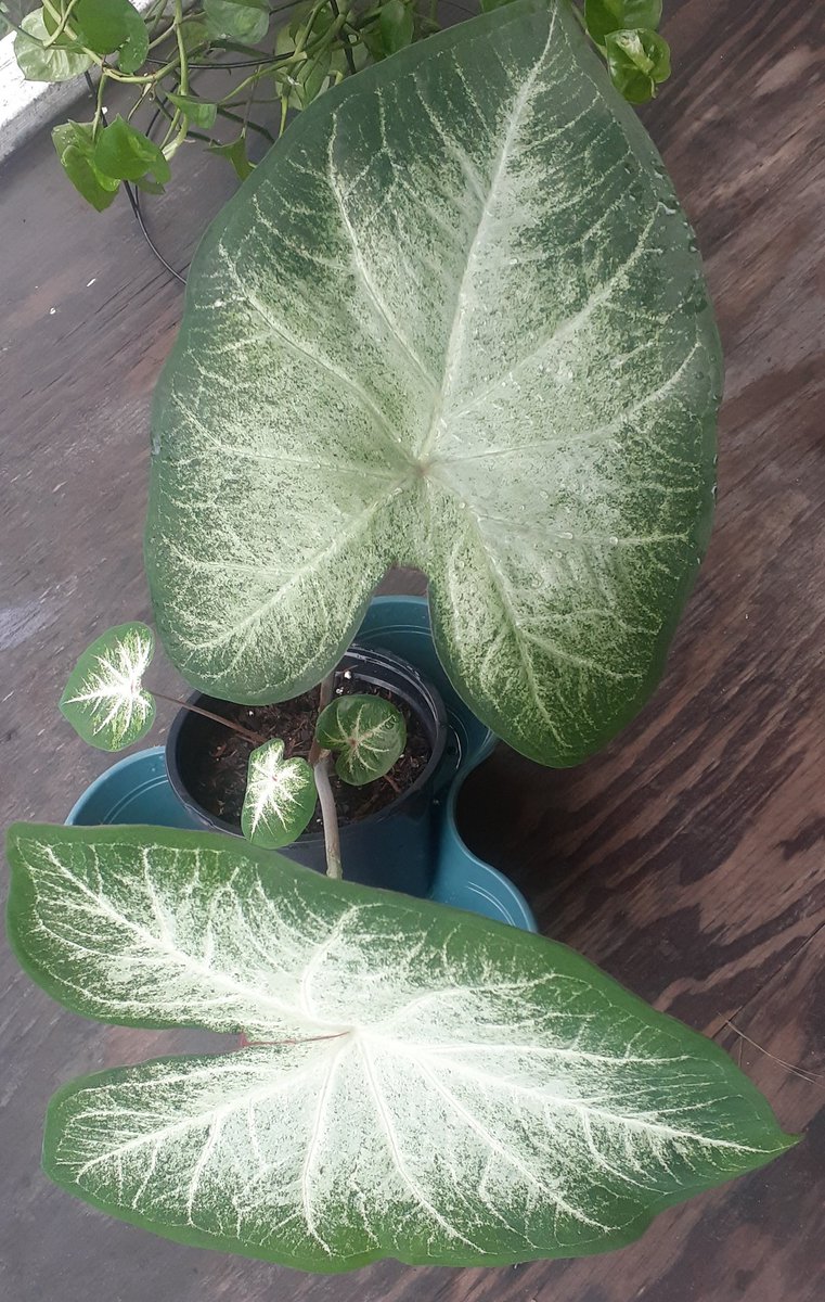 ChefLondie's tweet image. New Growth . . .💚
#House #Plant 📸 #oftheweek