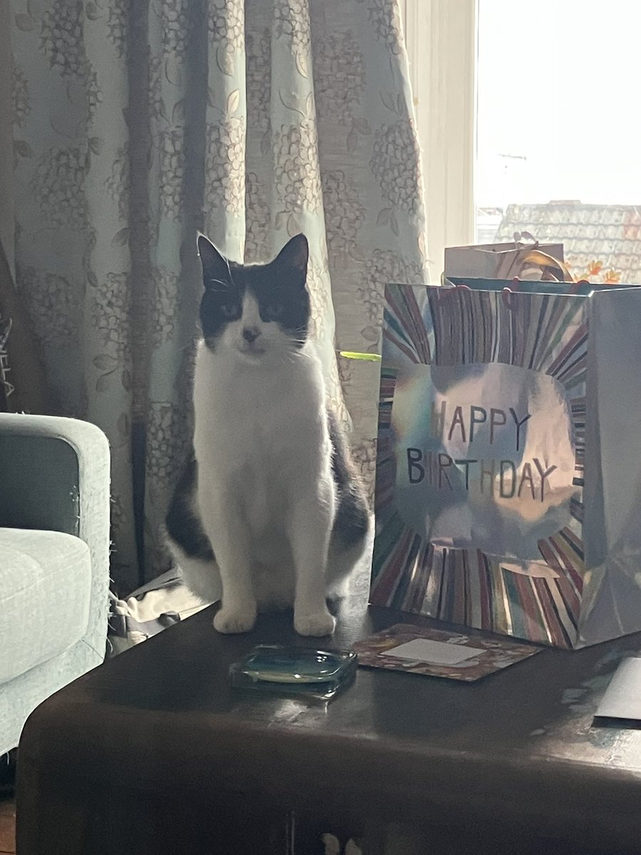 badevel's tweet photo. @Number10cat Pepe is celebrating his 7th Birthday https://t.co/MTYN44mqcH