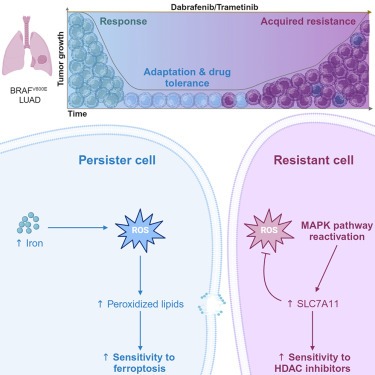 🚨Our collaborative effort uncovering in vivo vulnerabilities to #GPX4 and #HDAC inhibitors in 💊drug-persistent vs. drug-resistant #BRAF V600E #lung adenocarcinoma 🫁 is out in <a href="/CellRepMed/">Cell Reports Medicine</a>! 

W/<a href="/lab_santamaria/">Santamaria’s Lab</a> &amp; <a href="/AmbrogioLab/">AmbrogioLab</a> 
Link: sciencedirect.com/science/articl…
<a href="/DanaFarberNews/">Dana-Farber News</a> #LCSM