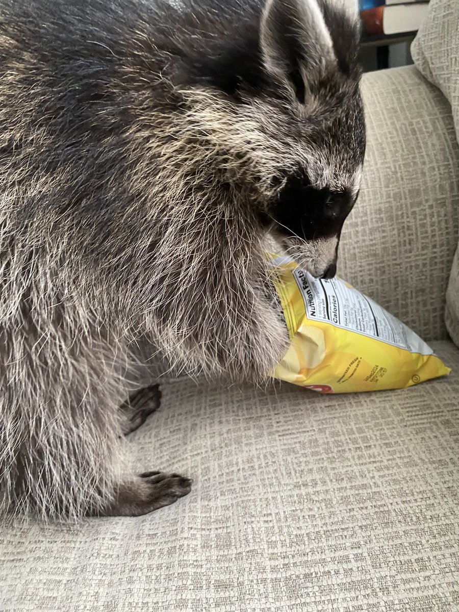 thedynamiccatt1's tweet photo. @LAYS Mom shared with us for National cat day https://t.co/2czJwKFn4J
