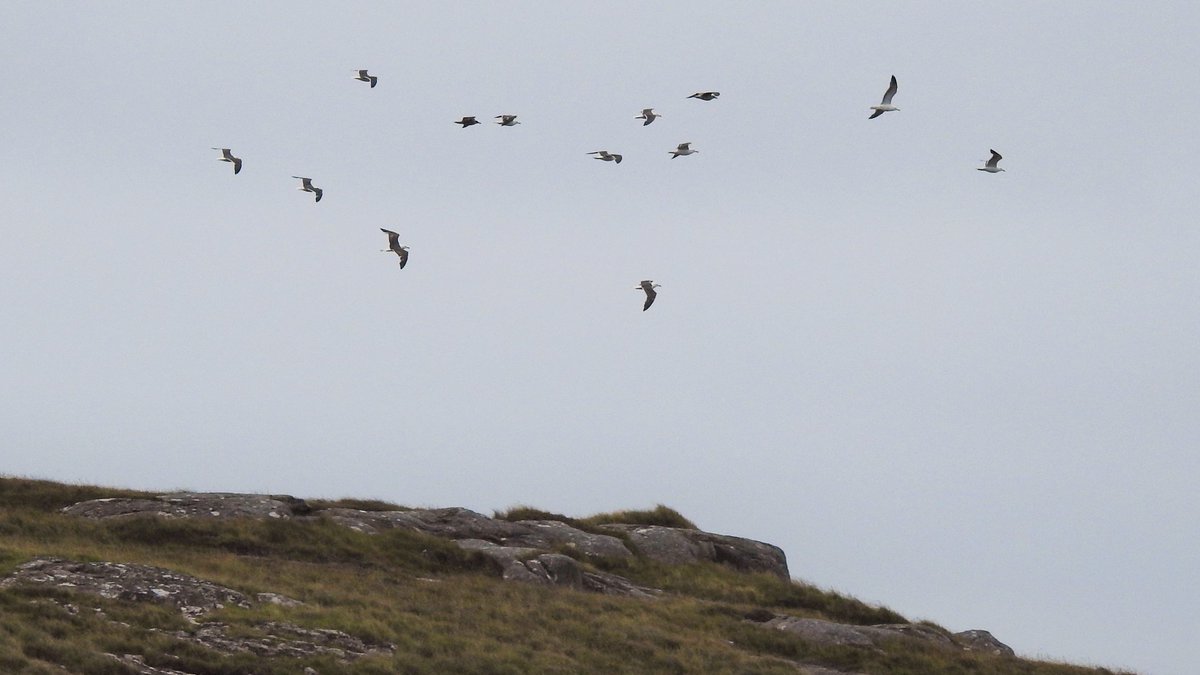 A distinct movement of Lesser Black-backed Gulls over Barra today, most probably Icelandic breeders heading south to spend the winter eating sardines in the sunshine on a Portuguese beach, or failing that they may just hang out on a pig slurry field in southern England!