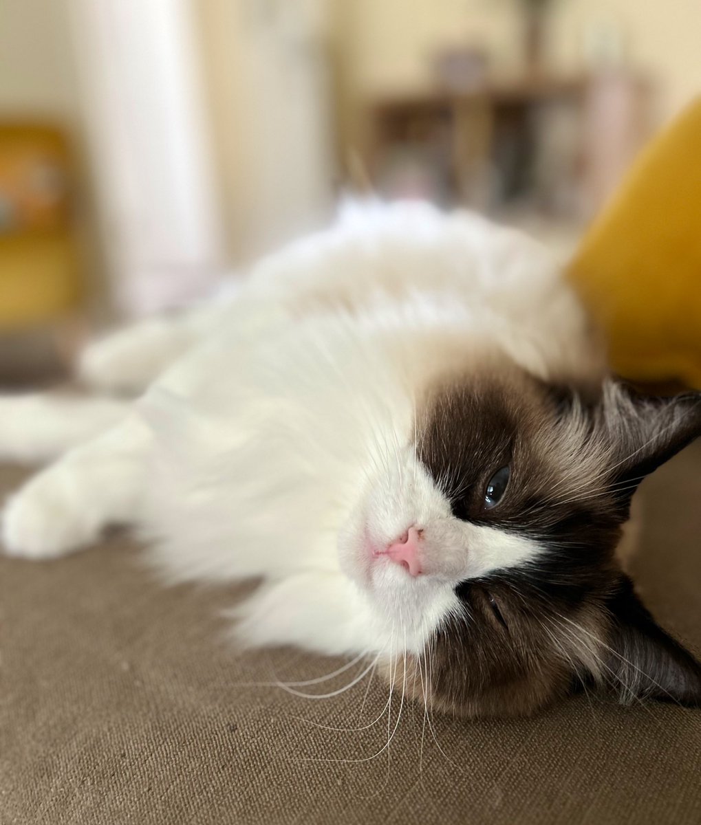 Happy #InternationalCatDay everyone. I’m ready to be spoiled and do whatever I like. Oh wait, that’s everyday isn’t it?