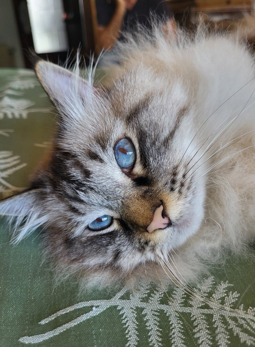 MiniatiMeri's tweet photo. Ecco perché è  importante avere un gatto,
ci ama ogni  momento e ci riempie di bellezza...

#Leone #del #mio #cuor❤️ 

#GiornataMondialedelGatto 🐾❤️🐾😘

#buonanotte 🌔🌙💖 https://t.co/hbucvQwd2r