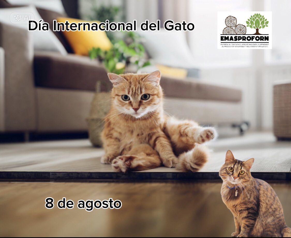emasproforn's tweet photo. El 20 de febrero no es el único día en el que se le rinde homenaje a los gatos, también el 8 de agosto por coincidir con la época de mayor fertilidad en el hemisferio norte. En este caso fue el Fondo Internacional para el Bienestar Animal quien lo consolidó como fecha mundial. https://t.co/74QqQsh0Mg