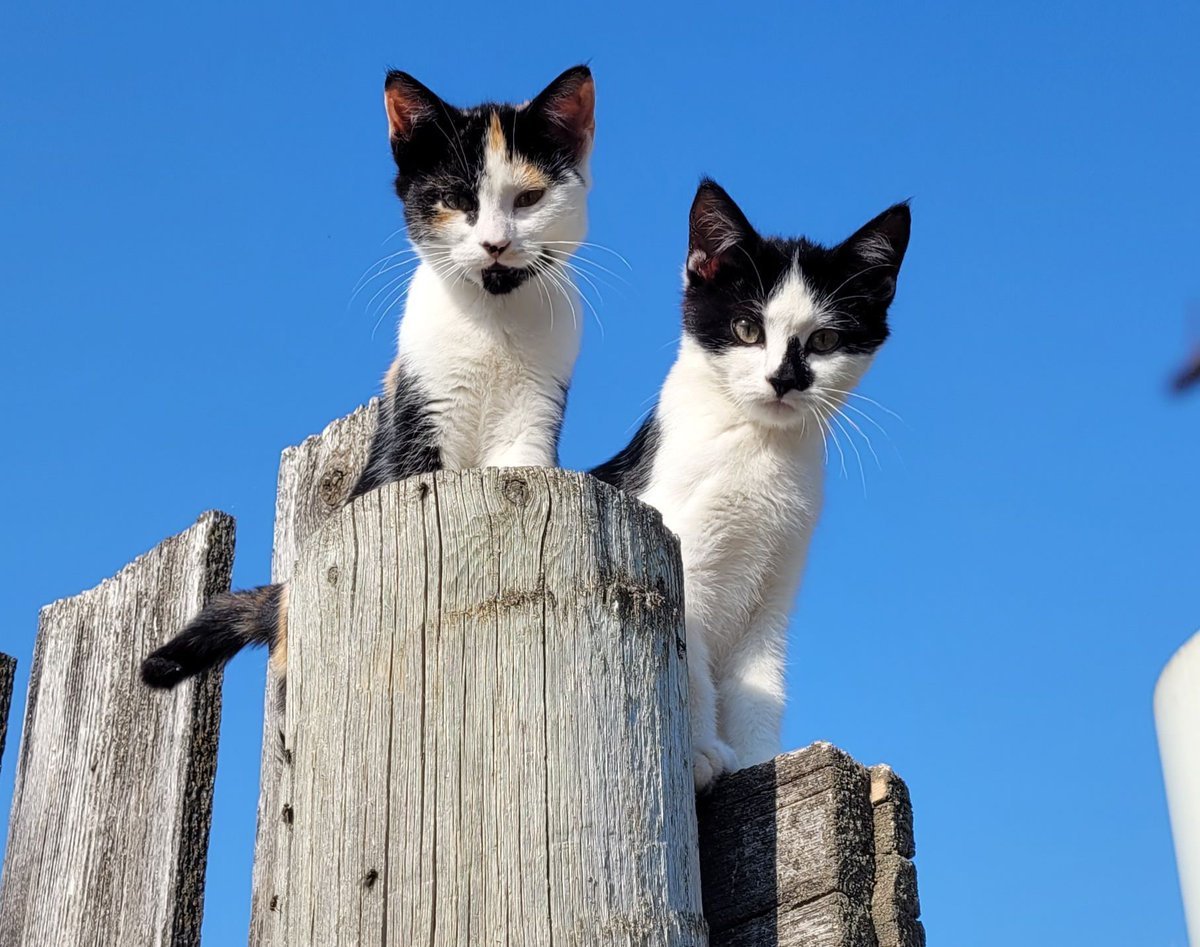 Good morning kitties! I love morning walks in the sunshine on the farm.