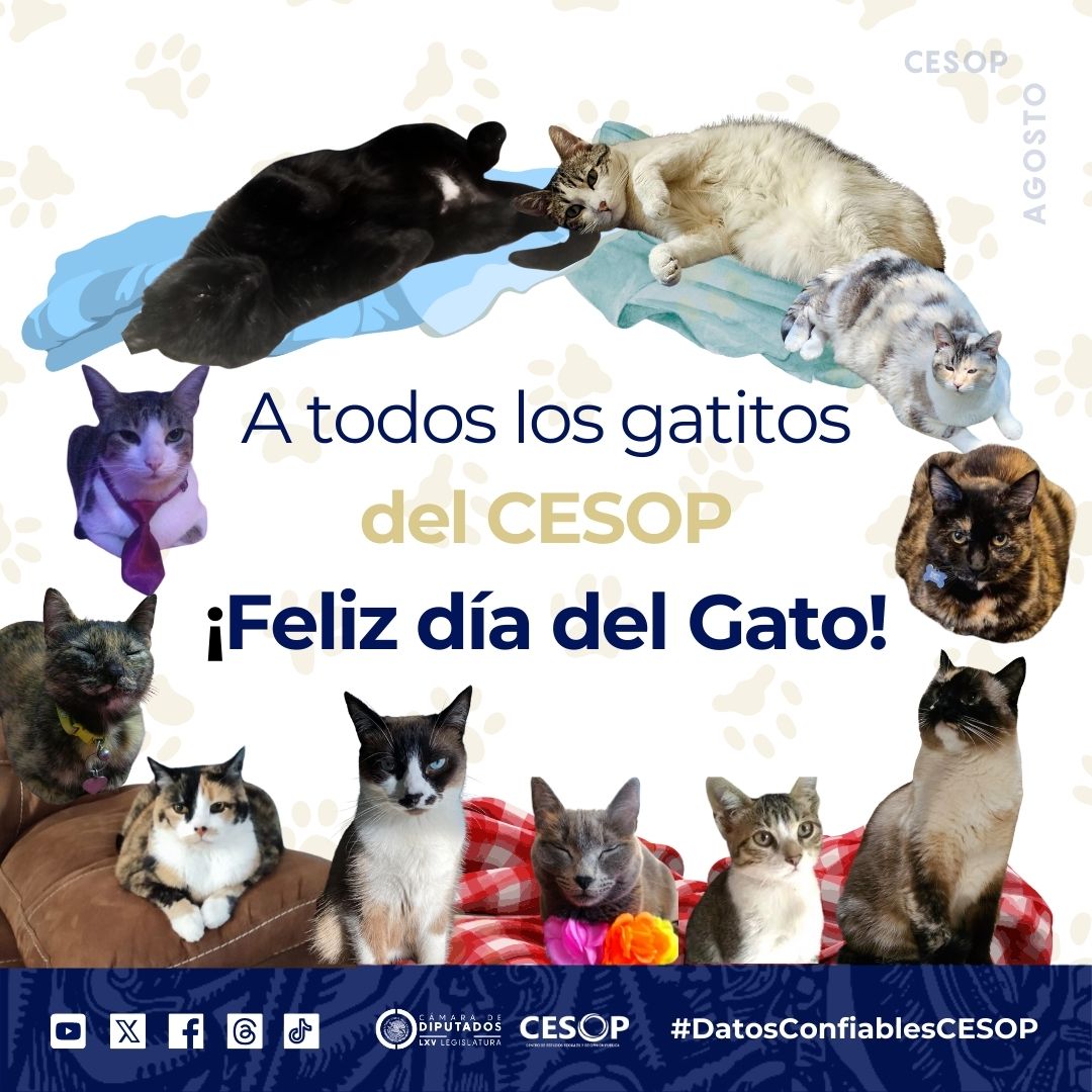 😺💗 ¡Feliz Día del Gato a nuestros felinos, los animales favoritos del CESOP! 
Hoy celebramos a esos compañeros peludos que llenan nuestras vidas de alegría y ternura. Comparte con nosotros las fotos de tus mininos y cuéntanos cómo celebras a tu felino🐾💕

#DatosConfiablesCESOP