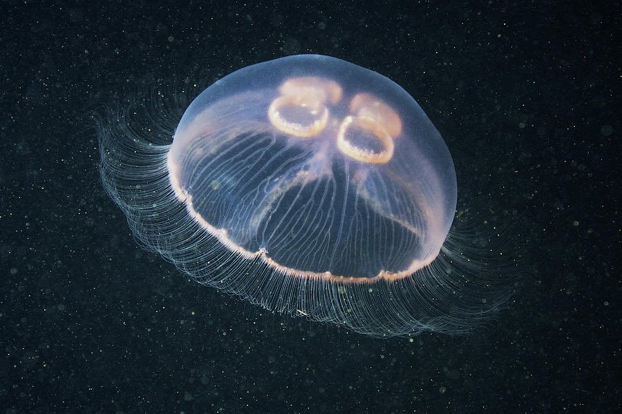 ꒰ moon jelly (Aurelia aurita) 🌙 .˳⁺⁎˚ ⋆