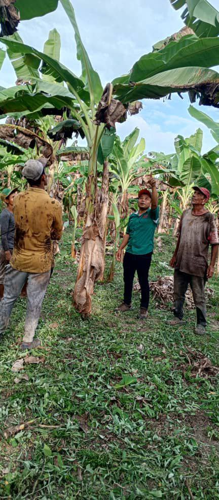 #PuebloSonrienteYEnPaz
En Zulia, equipo INSAI brindó orientaciones en alternativas agroecológicas, como: elaboración de trampas artesanales para bajar la incidencia del picudo negro, en U.P.A. en el sector El Boche, del mpio. Francisco Javier Pulgar.
@nicolasmaduro
@wcastropsuv