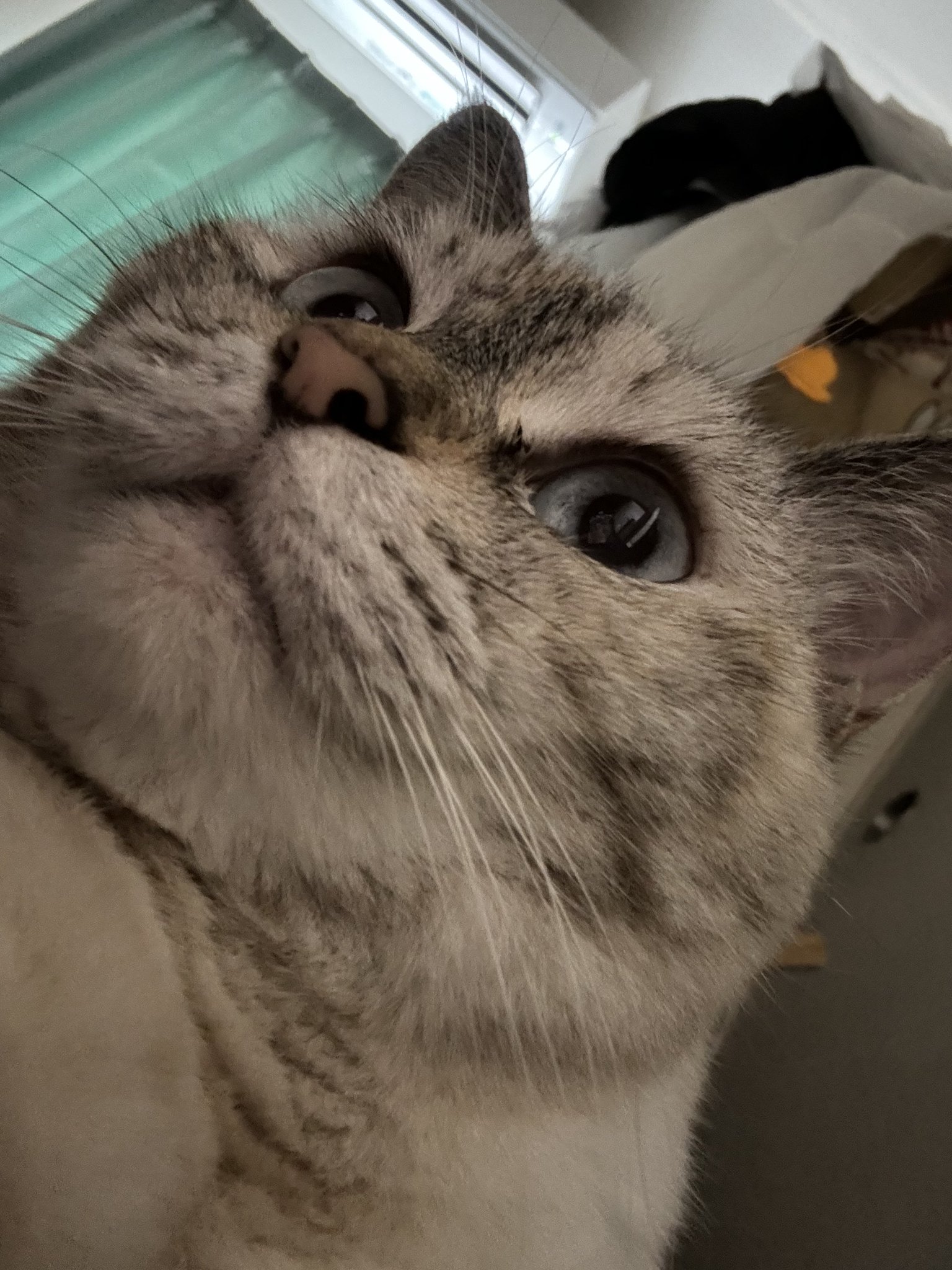 猫先輩  2点 Two cats who look alike compete for the turn to be massaged