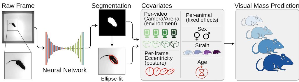 Vivekdna's tweet photo. We use computer vision to estimate mouse mass and provide a non-invasive method to assess mass. Human handling has adverse effects on mouse experiments. We estimate the mass within 5% of actual mass, but it's not quite that simple.... https://t.co/ypSXxeCrCl https://t.co/9iJUajYa2F