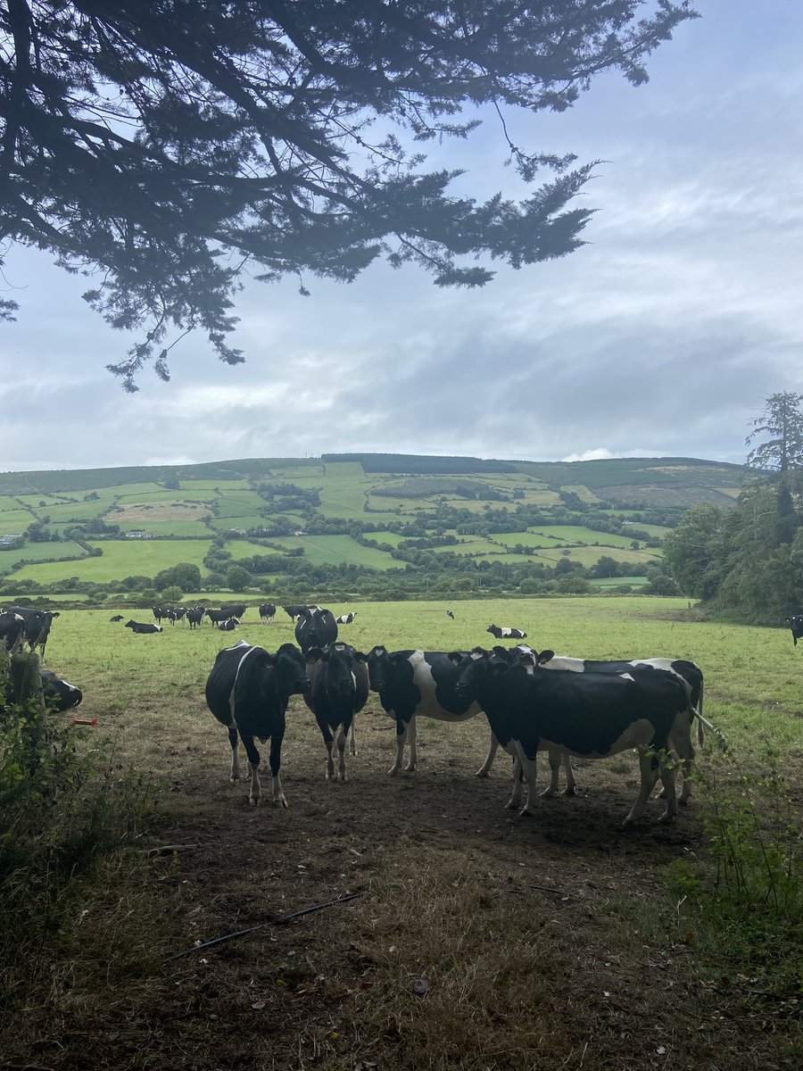 JonStanley10's tweet photo. Over in Southern Ireland 🇮🇪 today selecting cows 🐄 and heifers for 🇬🇧 dairy farmers. @GrasstecLtd proudly supporting UK dairy farmers  @FarmersGuardian #Farm24 https://t.co/b5SdTbankE