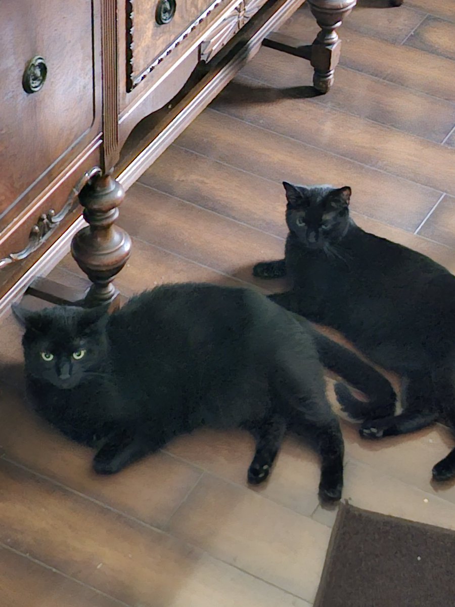 getheller1006's tweet photo. #InternationalCatDay from #housepanthers #bert #hidey https://t.co/mmRuensFzC