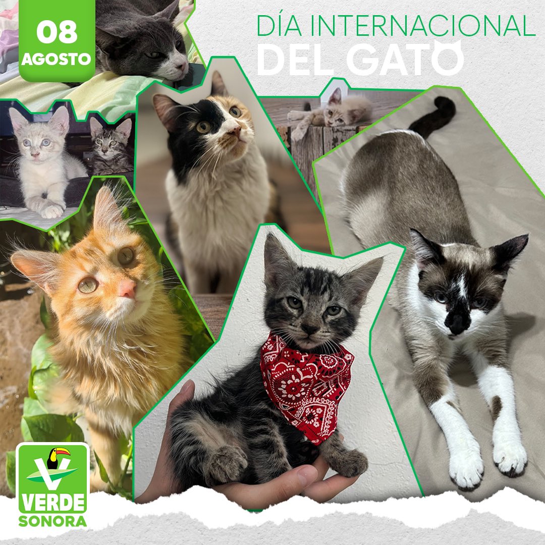 partidoverdeson's tweet photo. 🐱 ¡Día Internacional del Gato! 🐾 Hoy celebramos a nuestros adorables y misteriosos compañeros de cuatro patas. Comparte una foto de tu minino y muéstranos cómo te hace feliz. 😻 https://t.co/TY3K5UYJP7