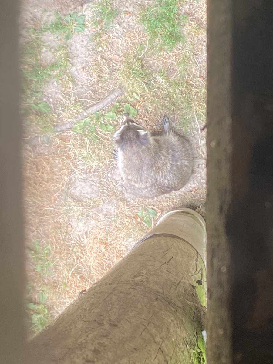 Lyckiia 🦝🪻|| REDEBUT TBA tweet media