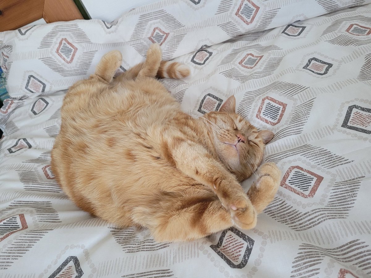 Dwbooky's tweet photo. How do they find this comfortable? Button on #internationalcatday2024 https://t.co/T0eb92e4TX