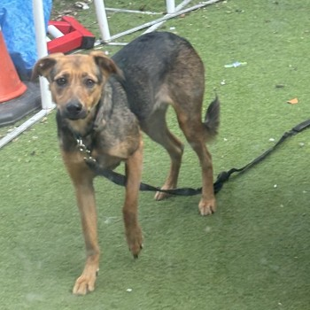 millypod1's tweet photo. TAMI HOME SAFE. THANKS FOR RT's ๐๐๐พ
๐4 AUG 2024 #Lost TAMI #ScanMe
Tan & Black Cross Breed Female
DO NOT CALL OR CHASE
Left fosters garden in East Hendred between #Wantage & #Didcot #OX12 #SouthOxfordshire #Oxfordshire
https://t.co/V9oSMgTuup https://t.co/Hx0GOUUntf