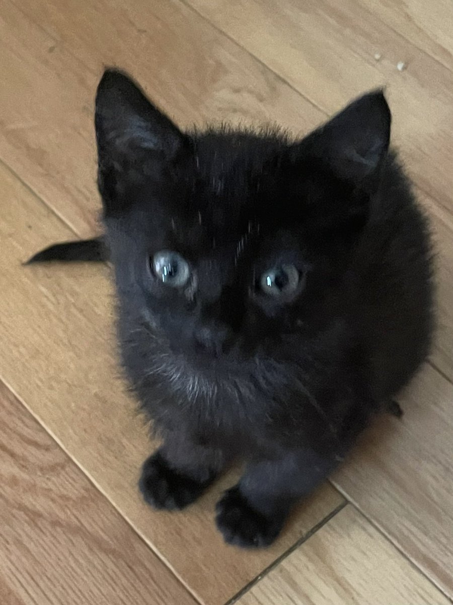 Happy International Cat Day