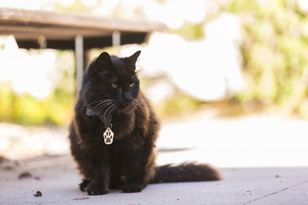 ucsantabarbara's tweet photo. Happy #InternationalCatDay! Who remembers the late Big Boy, cared for by our community for over 15 years? 🐈‍⬛ 

Full story: https://t.co/aEtrvRNZvI https://t.co/DJHHvSVIFg