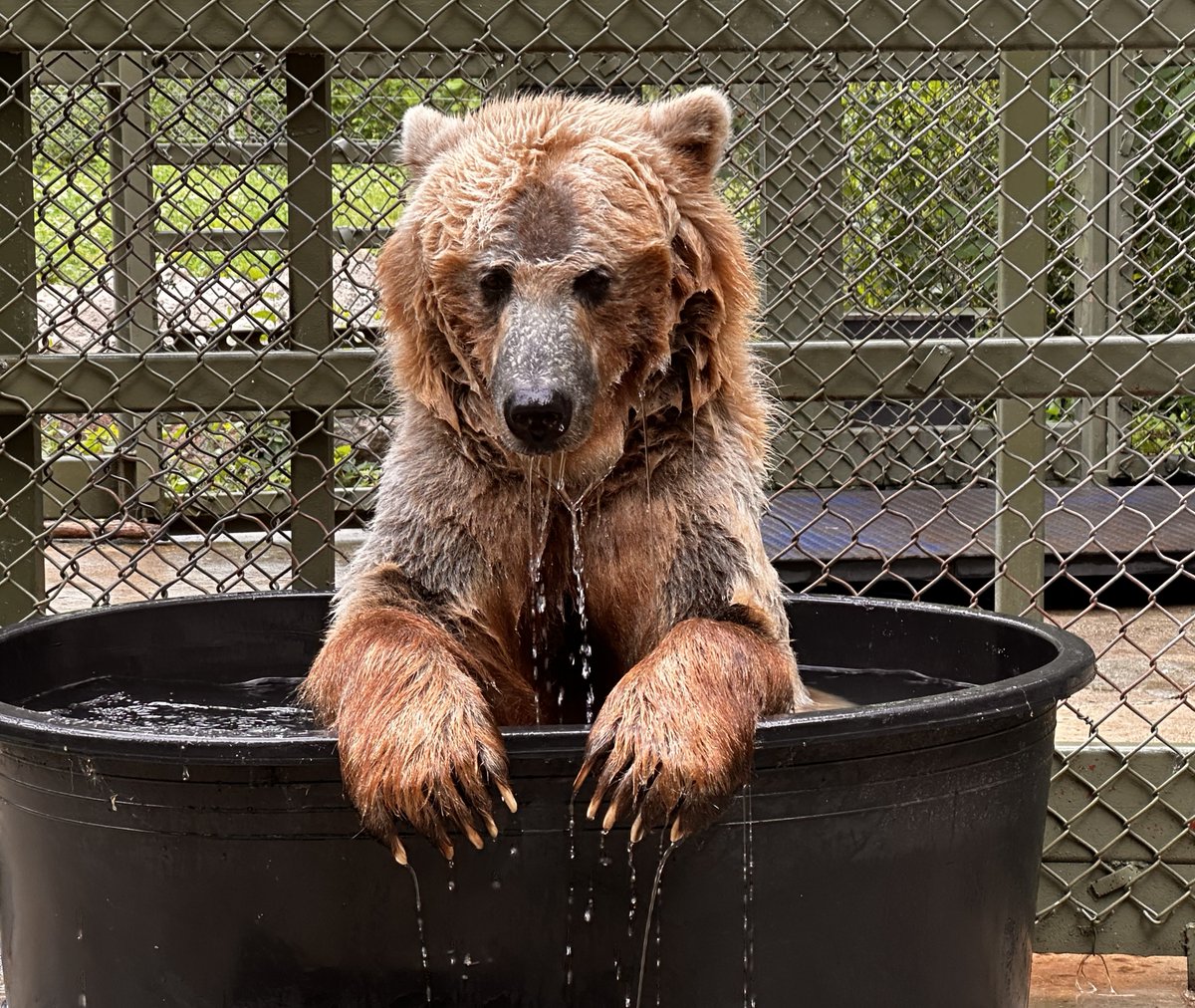 Toronto Zoo Wildlife Conservancy tweet media