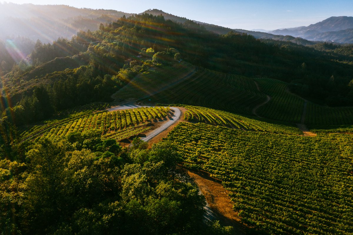 CardinaleWinery's tweet photo. From the Napa Valley floor to the high-elevation, mountain sites our vineyards are reaching their prime. Vine canopies are at peak summer fullness. Grape skins are moving through veraison. And clusters are slowly ripening. Counting down until it's officially #Harvest2024 🍇 https://t.co/GgAlSumrM6
