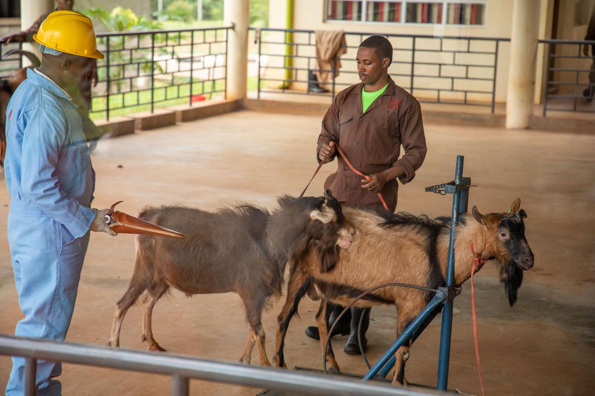The Kenya  Animal Genetic Resource Center (<a href="/KAGRC_KE/">Kenya Animal Genetic Resources Centre</a>) Goat Artificial Insemination facility in Ndomba, Kirinyaga County is dedicated to improving goat breeds for dairy and meat production. 

This afternoon, I visited this facility and got a demonstration on how they harvest and