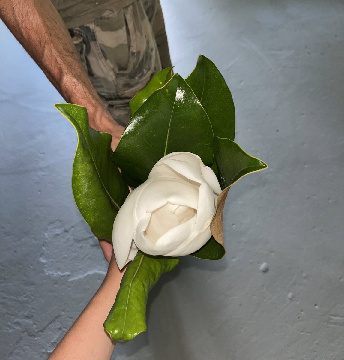 sighswoon's tweet photo. Bf brought home a magnolia yesterday and watching it open this morning saved my life https://t.co/eSYckn1F4u