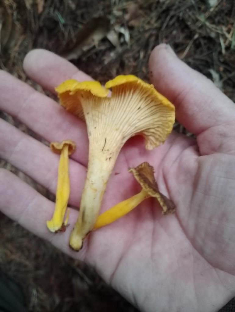 1st decent hand for Wild Mushroom Poker of 2024 
Chanterelle 3 of Kind 
Winter, Girolle, Golden