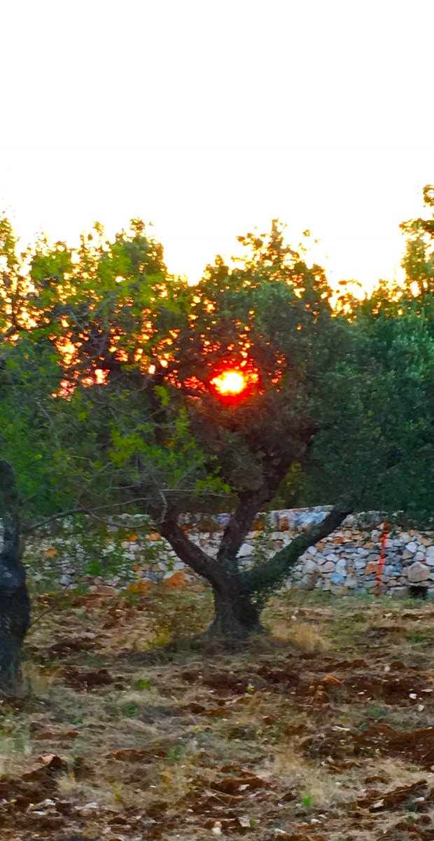 style_mandate's tweet photo. Making dreams come true ๐ด #Puglia #Italy ๐ฎ๐น #RusticFarmLiving ๐พ๐#Countryside #Architecture #orto ๐โ๐ซ๐ซ๐ฅ๐ง
๐ง๐๐
๐๐๐๐๐ฅฌ๐ฅฆ๐ฅ๐ซ๐ฅ๐ #garden #Vegetables #NutritiousFood #OrganicVegetables #ItalianCuisine #HealthyLiving #Grass #Sky #OliveTrees #OliveGrove #CountrysideHome ๐ https://t.co/ecDYOmAsLx