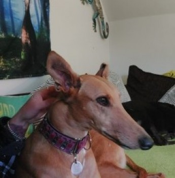 millypod1's tweet photo. π7 AUG 2024 #Lost CHLOE #ScanMe #Tagged
OLDER Fawn Greyhound Female
#Pengegon #Camborne #Cornwall #TR14 https://t.co/lq3XSCEeBL https://t.co/CQvQNtIrJx