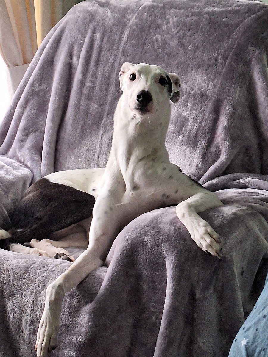 Tim McEwan's Wooden Spoons tweet media