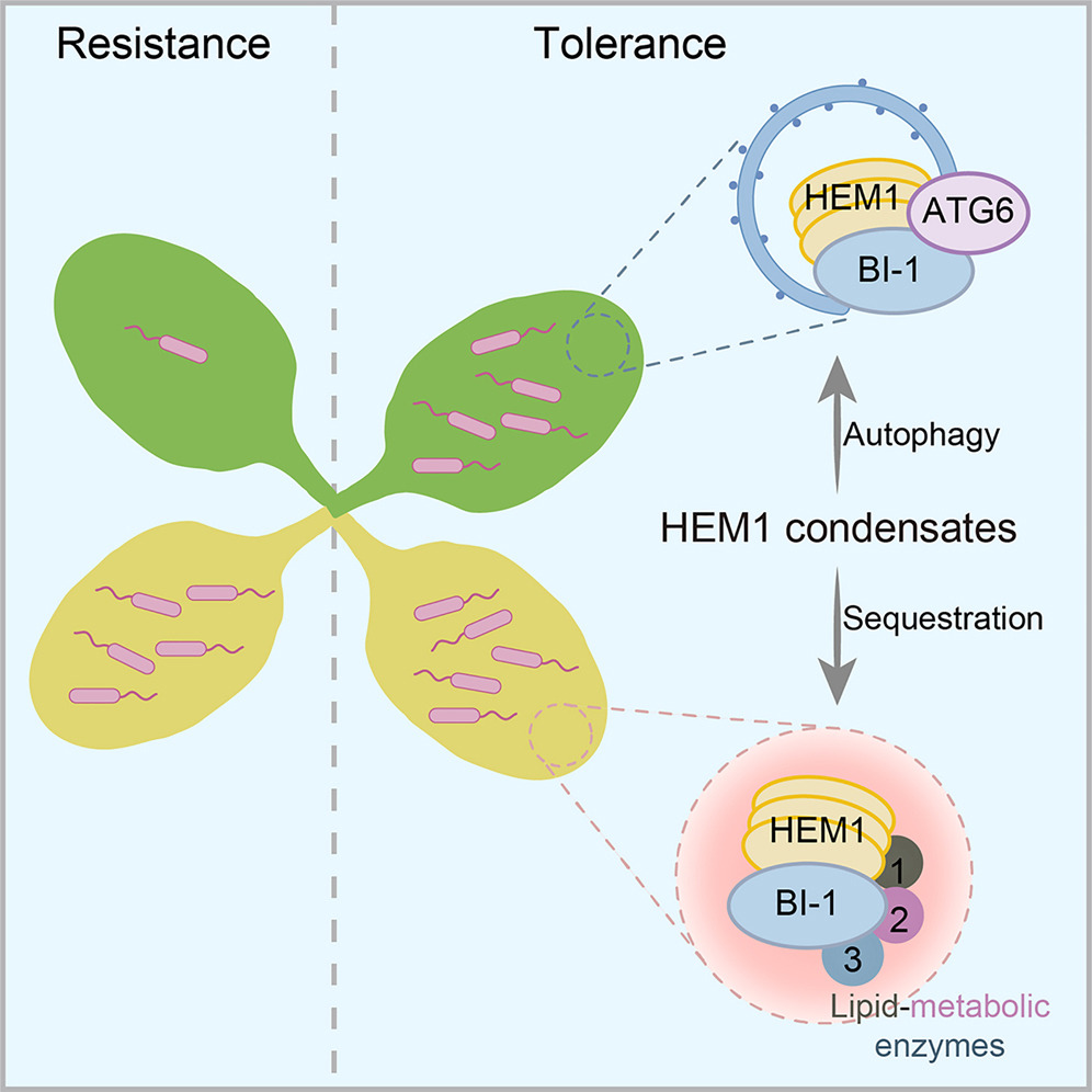 Alleviating protein-condensation-associated damage at ER enhances plant tolerance
Infections trigger HEM1 condensates in plants, causing ER damage. Reducing this damage enhances disease tolerance; plants stay healthy regardless of pathogen proliferation
cell.com/cell-host-micr…