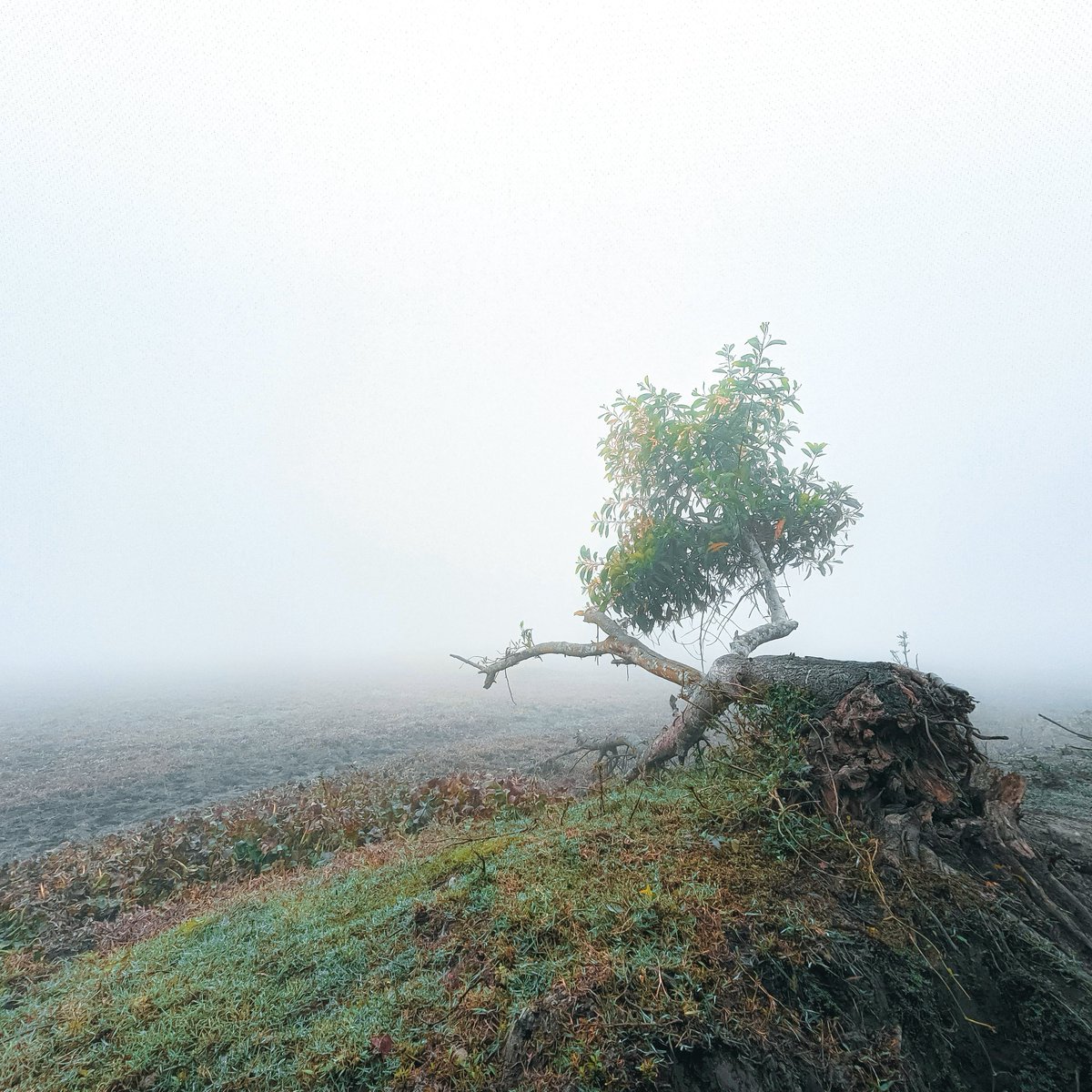 md_adilahnaf's tweet photo. "Misty is the lonely keeper of the morning"

Shot on xiaomi poco m2 and 28 mm(wide) f2.2

#EnshroudedInFog
#MorningMist
#EtherealBeauty
#MysticalScenery
#SilentNature
#DewyMorning
#LushGreenery
#FoggyVibes
#NaturePhotography
#FoggyMorning
#MistyLandscape https://t.co/hf0hUT4Y6s