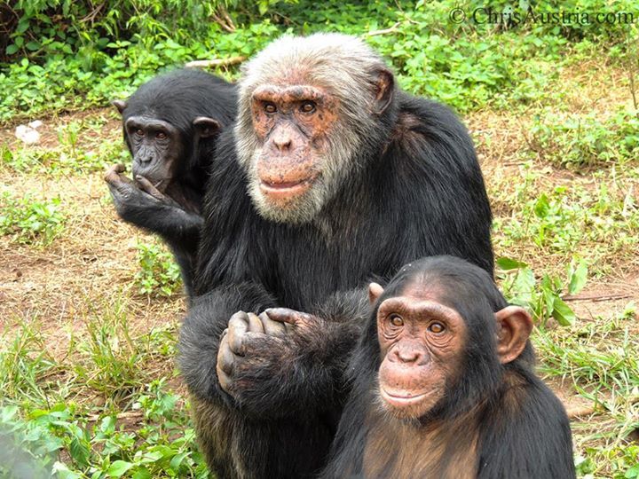 21Fede_'s tweet photo. This old chimp with grey fur looks so badass! It has those "elder warrior who fought and won many battles" vibes. His name is Tumbo and He's from the Ngamba Island Chimpanzee Sanctuary https://t.co/gBPqCoeT3q